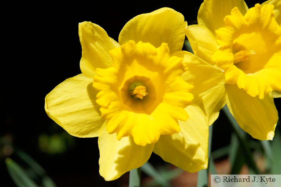 Yellow Daffodil, The Weir Garden, Herefordshire