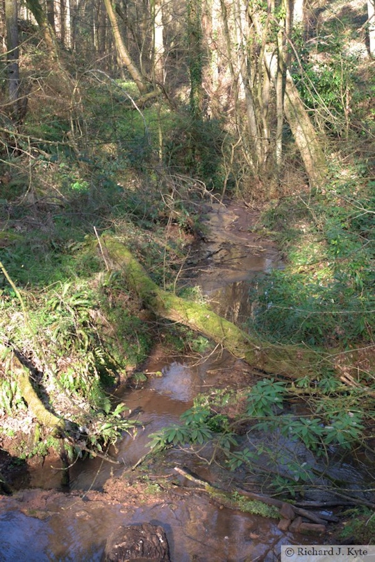 Stream, Brockhampton Estate, Herefordshire