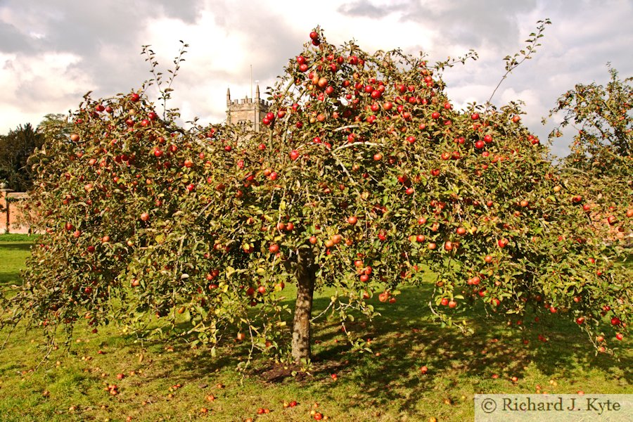 Apple Tree, Coughton Court, Warwickshire