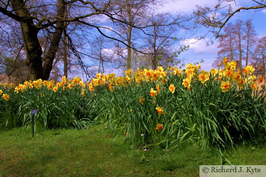 Daffodils by the Lake, Coughton Court, Warwickshire