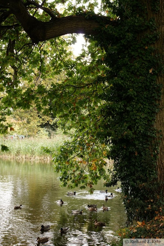 Ducks on The Lake, Coughton Court, Warwickshire