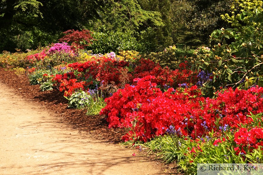 Flowerbed, Woodland Walk, Kingston Lacy, Dorset