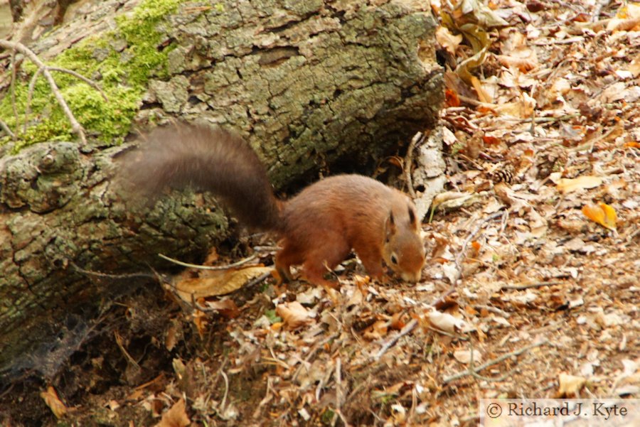 Red Squirrel, Brownsea Island, Dorset