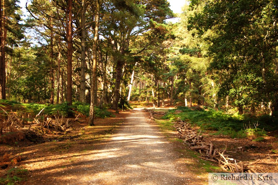 Path, Brownsea Island, Dorset