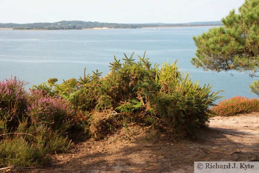 Looking west towards the Isle of Purbeck, Brownsea Island, Dorset