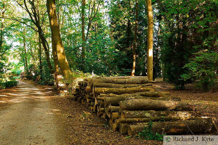 Log Pile, Buscot Park, Oxfordshire