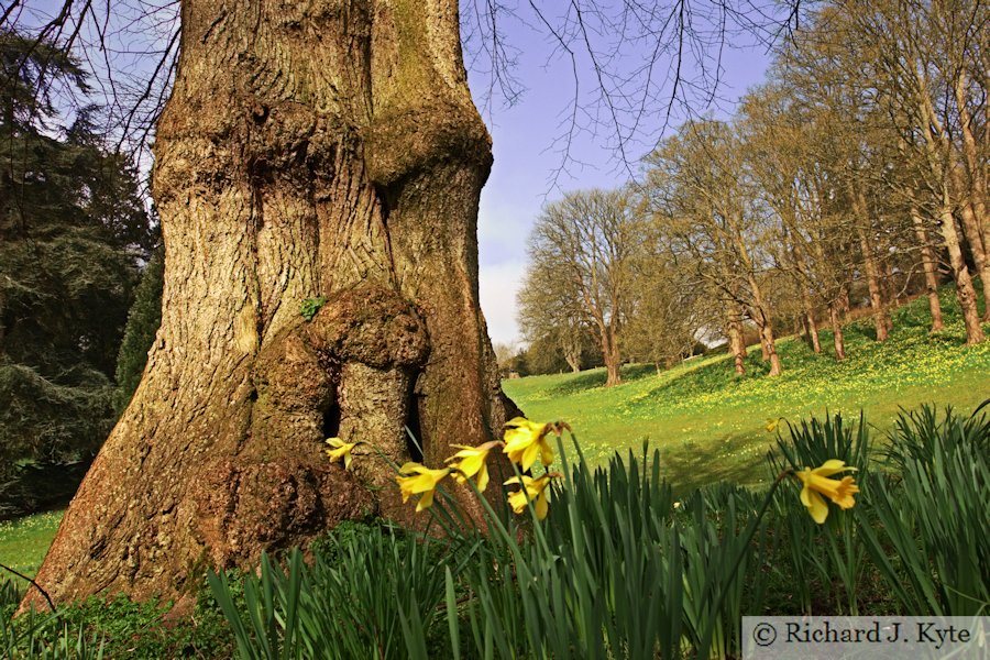 Tree and Daffodils, Waddeston Manor, Buckinghamshire