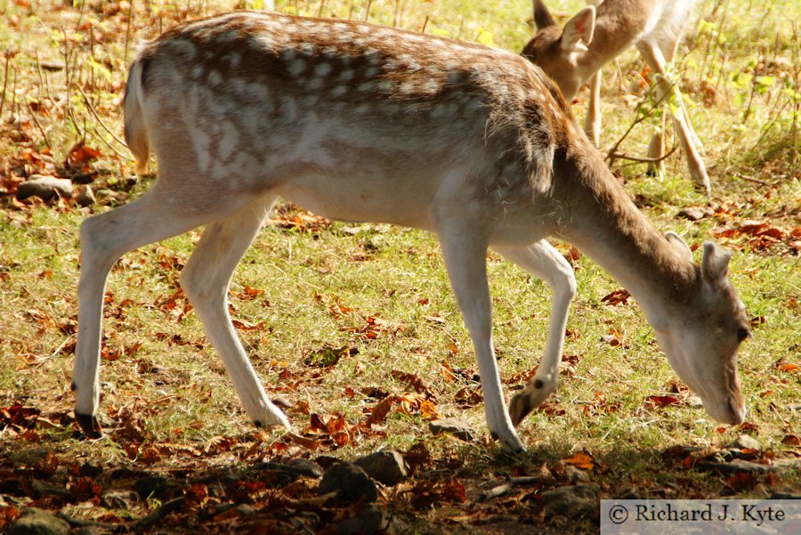 Fallow Deer, Dyrham Park, Gloucestershire