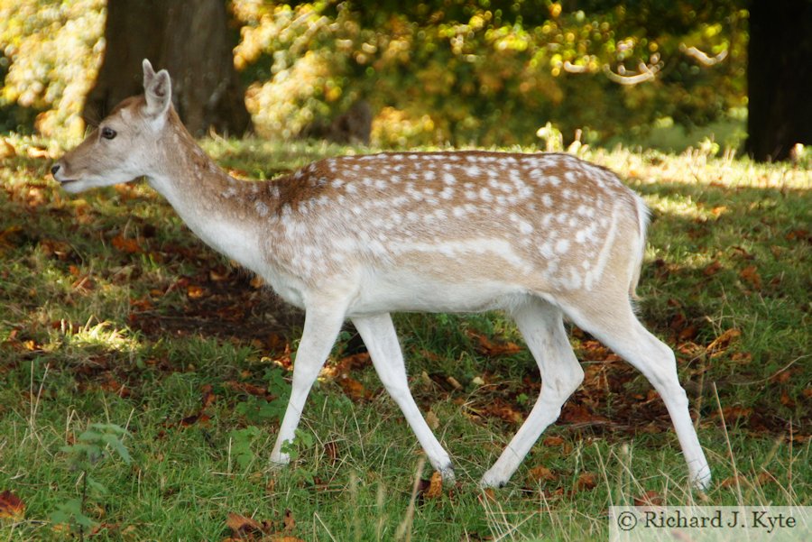 Fallow Deer, Dyrham Park, Gloucestershire