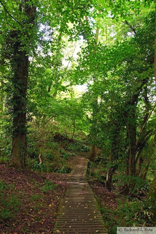 Path, Woodchester Park, Gloucestershire