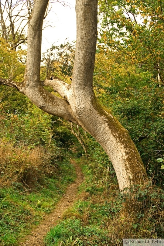 Tree, Woodchester Park, Gloucestershire