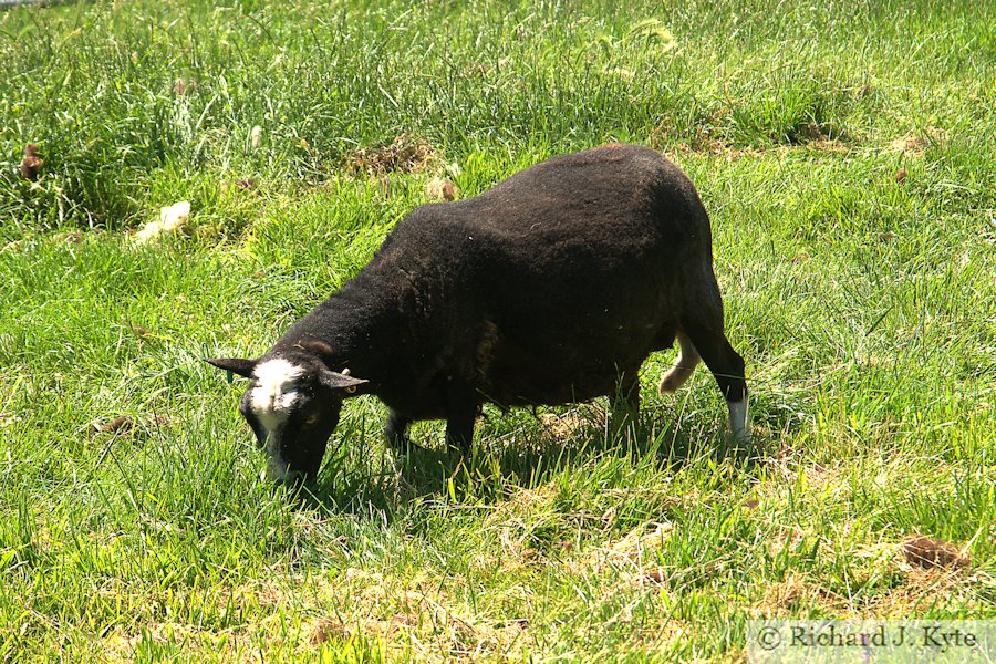 Balwin Welsh Mountain Sheep, Eckington Flower Festival and Open Gardens 2017