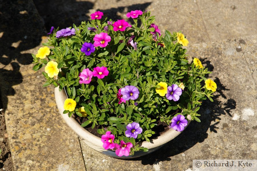 Garden 25 : "Tamarisk", Eckington Flower Festival and Open Gardens 2017