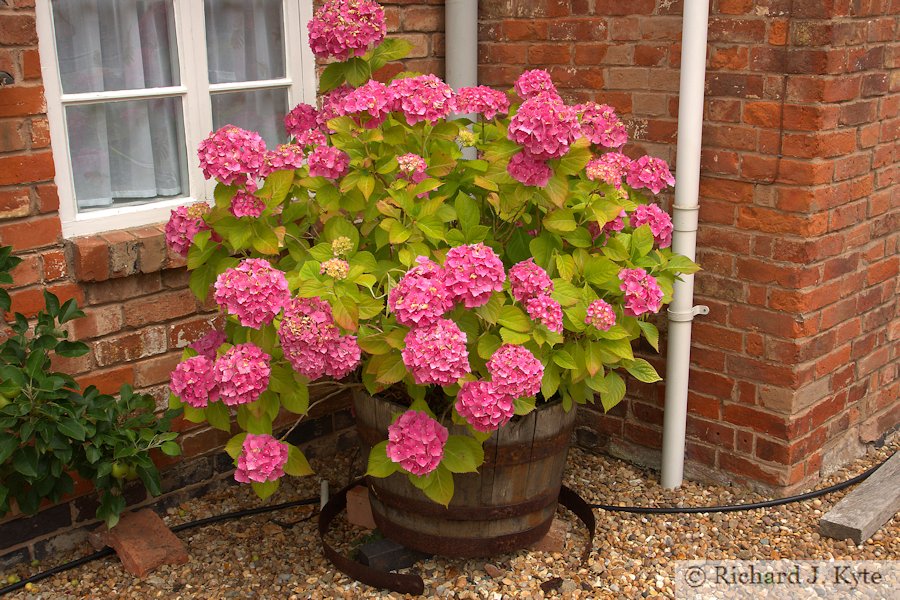 Barrel of Flowers, Garden 18 : The Monastery, Fladbury Walkabout 2017