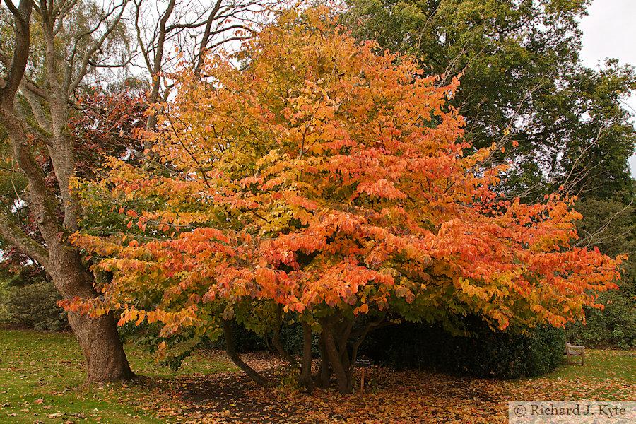 Persian Ironwood Tree, American Garden, Shropshire