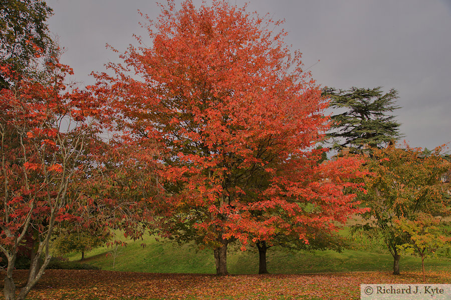Tree, The American Garden, Dudmaston Hall, Shropshire
