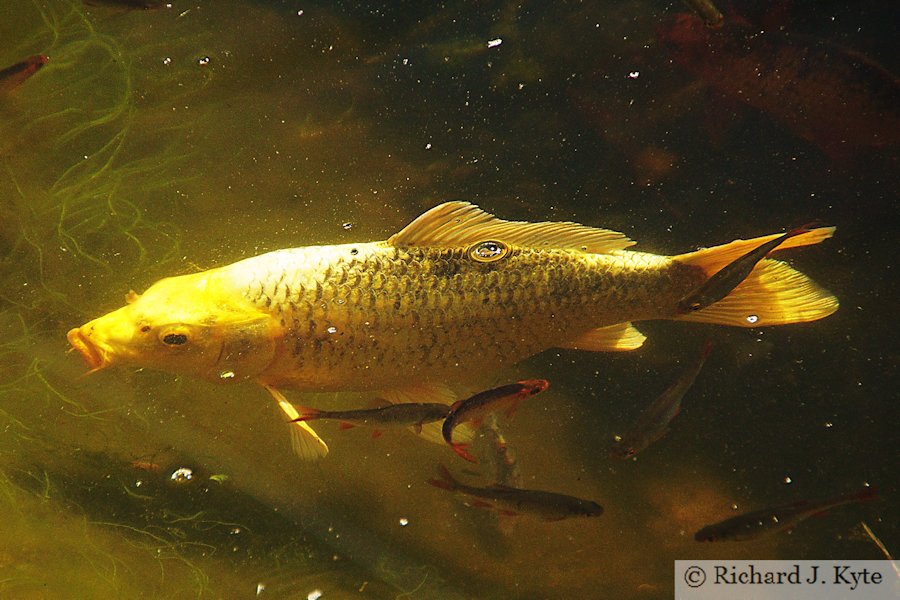 Koi Carp, Garden 21: Rourkes Drift, Cropthorne Walkabout 2018