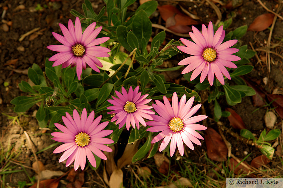 Flowers, Garden 23: "Windyhill", Eckington Open Gardens and Flower Festival 2022 