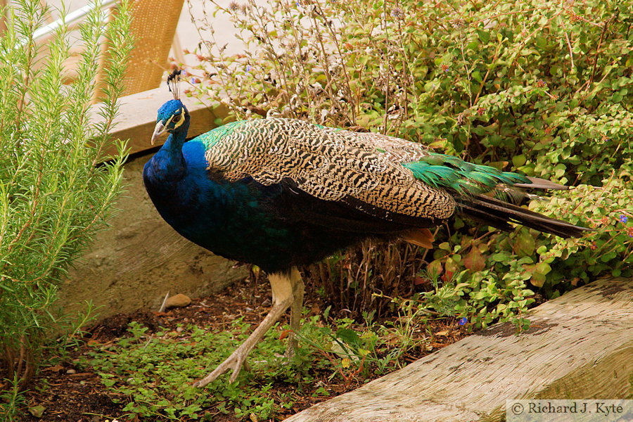 Peacock, The Blue Pool, Isle of Purbeck, Dorset