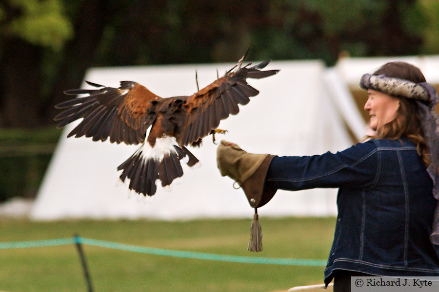 Falconry Demonstration, Battle of Evesham Festival 2025