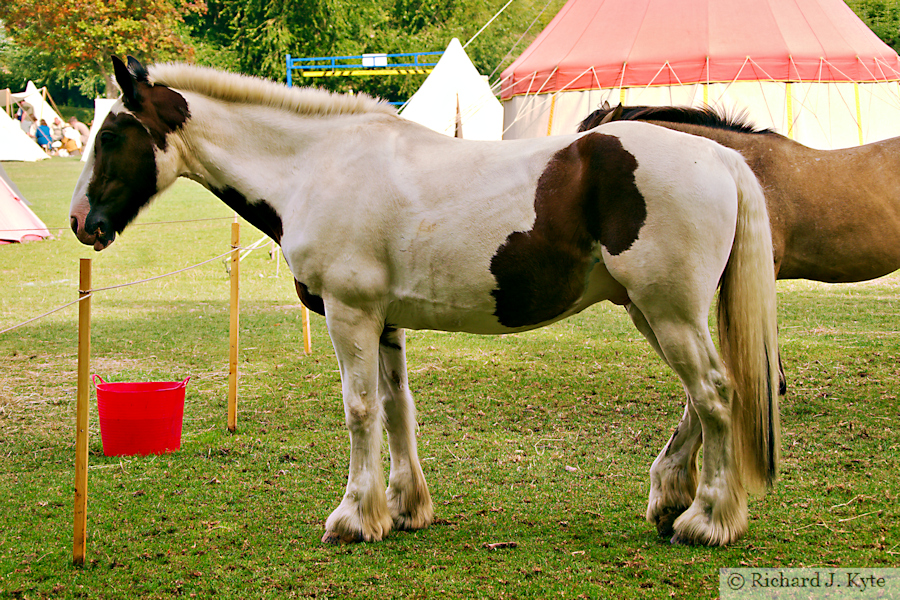 Horse, Battle of Evesham Festival 2025
