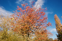 Autumn Trees, Waterside, Evesham, Worcestershire Autumn Trees, Waterside, Evesham, Worcestershire