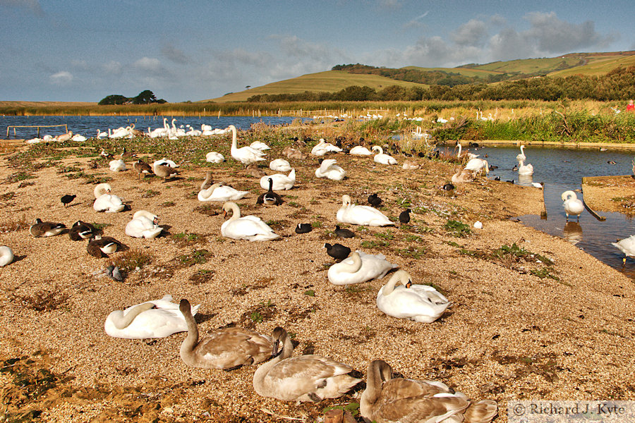 Abbotsbury Swannery, Dorset