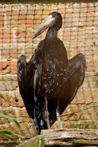 Click to see expanded image