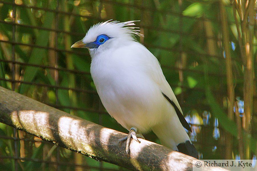 Bali Mynah, Birdland Park and Gardens, Gloucestershire