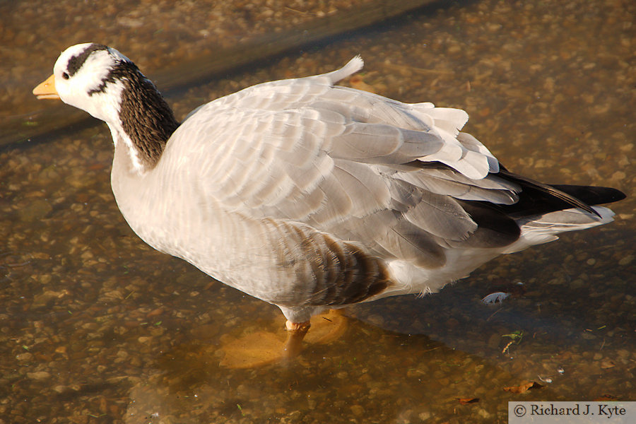Bar-headed Goose, Abbotsbury Swannery, Dorset