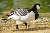 Click to see expanded image