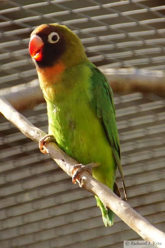 Black-cheeked Lovebird, Birdland Park and Gardens, Gloucestershire