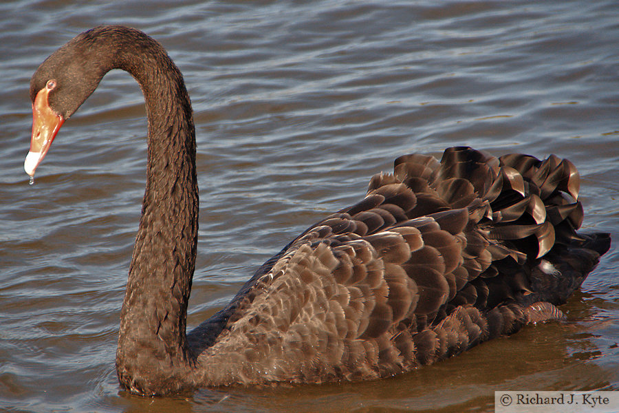 Black Swan, Abbotsbury Swannery, Dorset