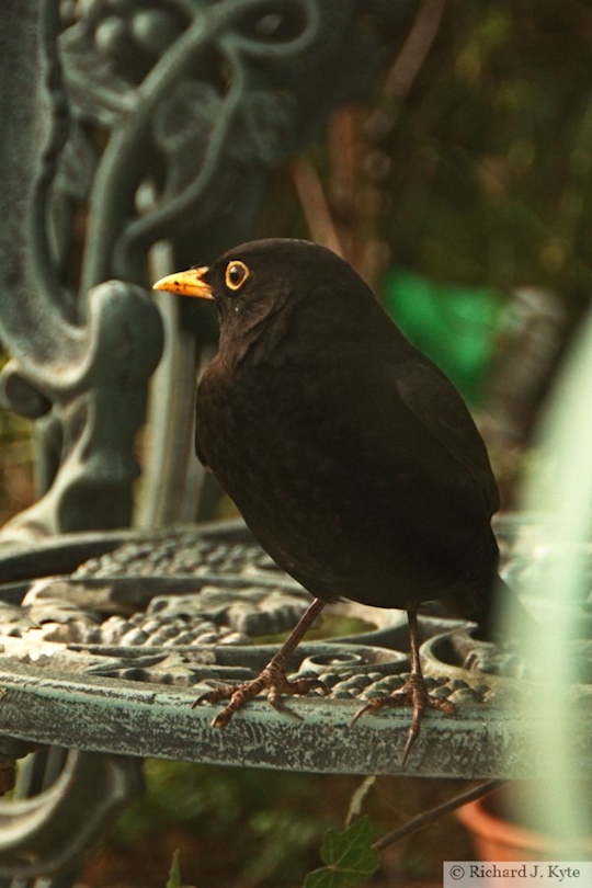 Blackbird, Evesham, Worcestershire