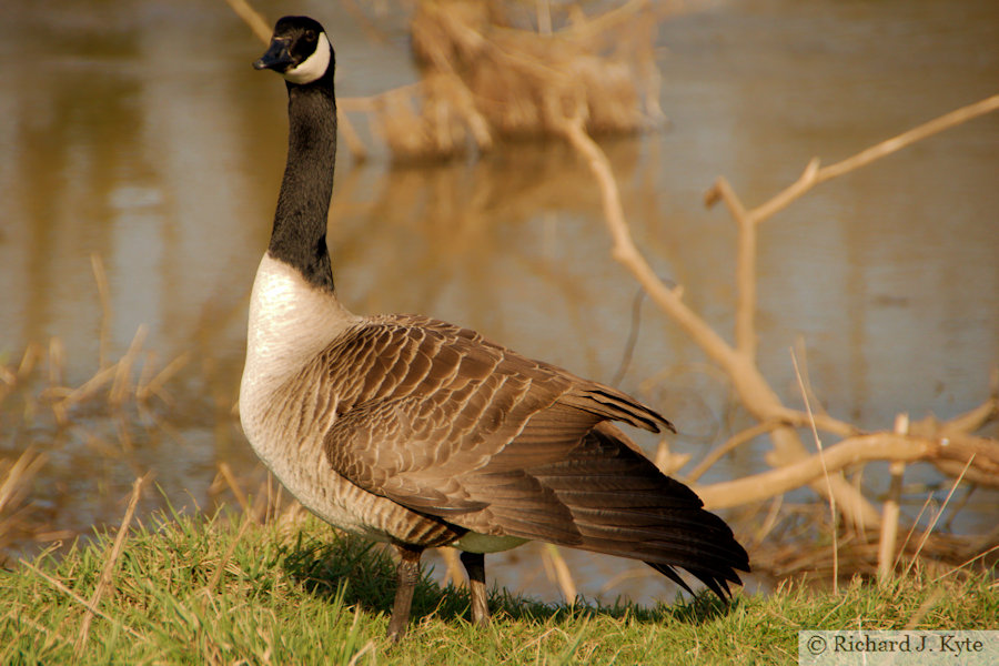 Canada Goose, River Avon, Norton, nr Evesham, Worcestershire