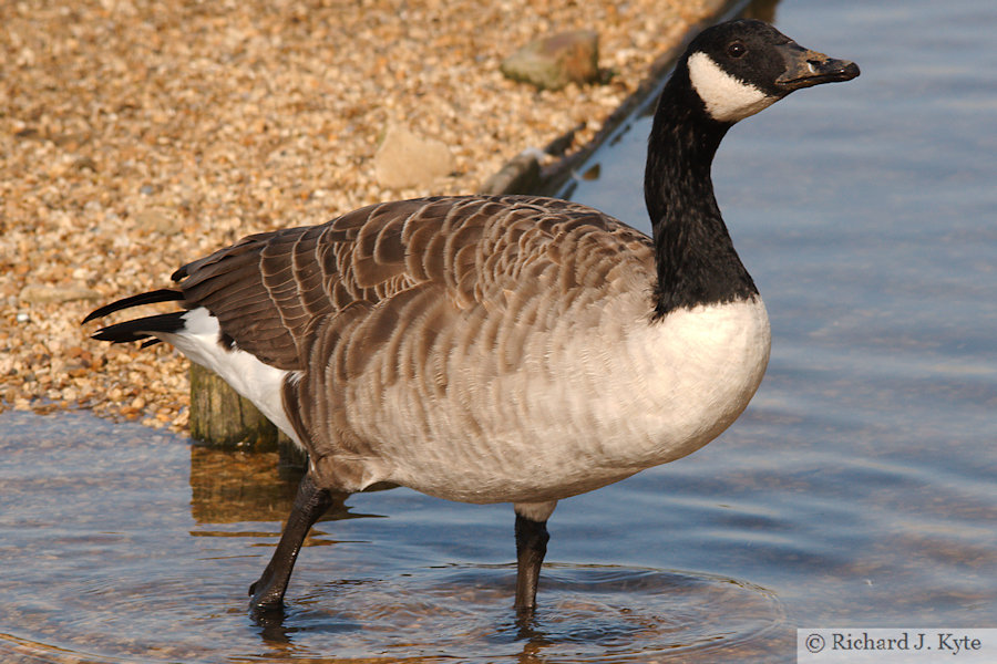 Canada Goose, Abbotsbury Swannery, Dorset