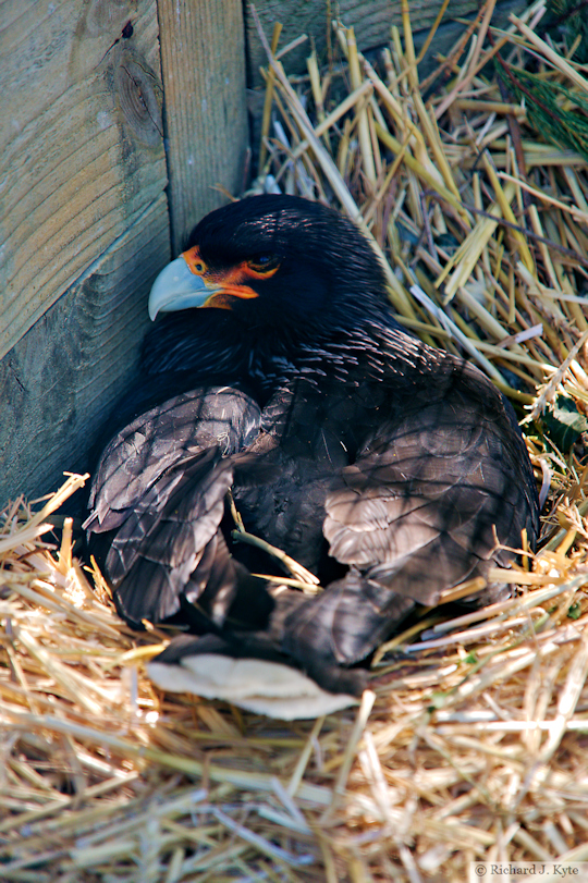 Striated Caracara, Birdland Park and Gardens, Gloucestershire