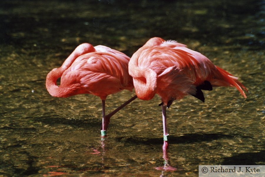 Caribbean Flamingoes, Birdland Park and Gardens, Gloucestershire