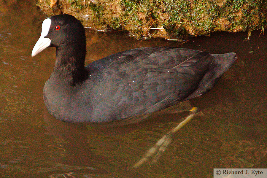 Coot, Abbotsbury Swannery, Dorset