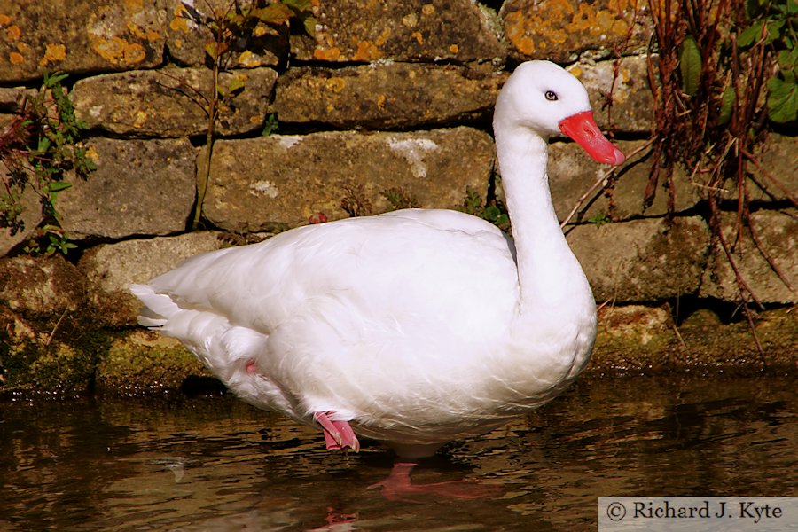 Coscoroba, Birdland Park and Gardens, Gloucestershire