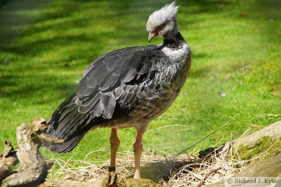 Crested Screamer, Cotswold Wildlife Park, Oxfordshire