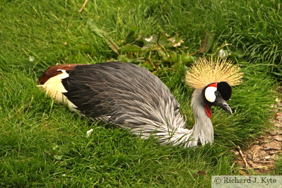 Crowned Crane, Birdland Park and Gardens, Gloucestershire