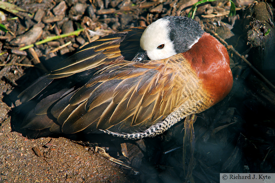 White-Faced Whistling Duck, Birdland Park and Gardens, Gloucestershire