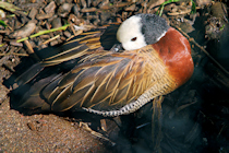 Click to see expanded image