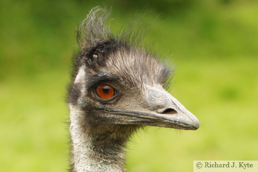 Emu, Birdland Park and Gardens, Gloucestershire