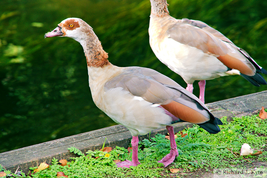 Egyptian Goose, Thetford, Norfolk