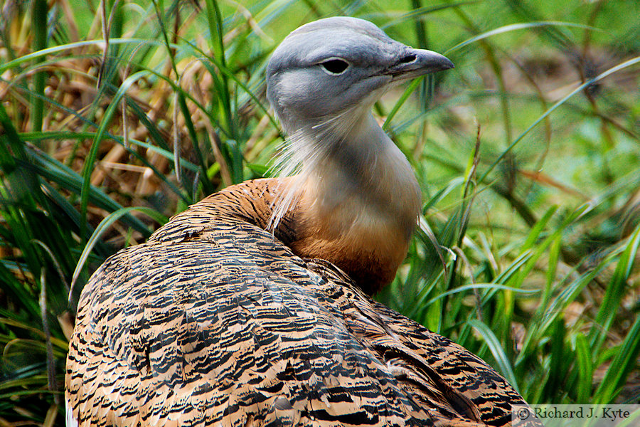 Great Bustard, Cotswold Wildlife Park, Oxfordshire