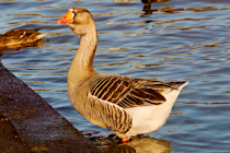 Click to see expanded image
