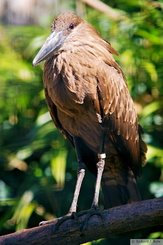 Hamerkop, Birdland Park and Gardens, Gloucestershire