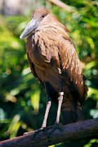 Click to see expanded image